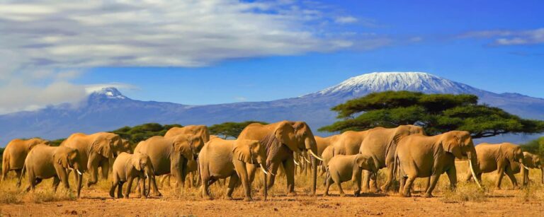 herd of african elephants whilst on a safari trip to kenya and a snow capped kilimanjaro mountain in tanzania in the background, under a cloudy blue skies.