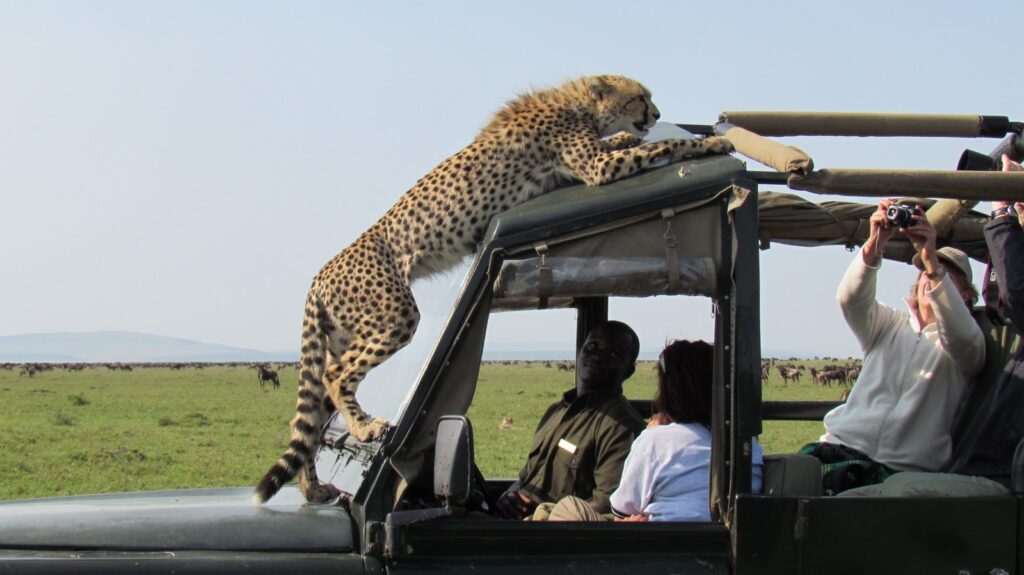 get Wild & city life in 1 Nairobi city tour