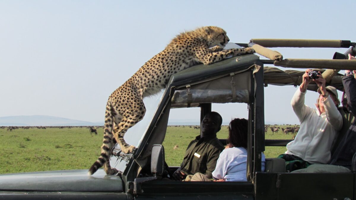 get Wild & city life in 1 Nairobi city tour