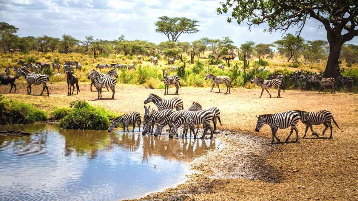 best kenya and Tanzania tour  in 2 weeks