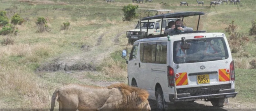 2 best Masai mara camp days : lion chasing a white landcruiser
