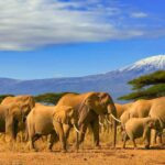 1 week exciting Mara safari
