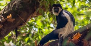 a monk look like Moneky sitting on a tree- white circular his black spots of face and , white and black body fur