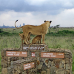 get Wild & city life in 1 Nairobi city tour