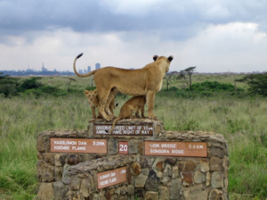 A-lioness-with-her-cubs-at-The-Nairobi-National-Park standing on direction mast:get Wild & city life Nairobi's popular game drives safari