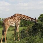 1 week exciting Mara safari