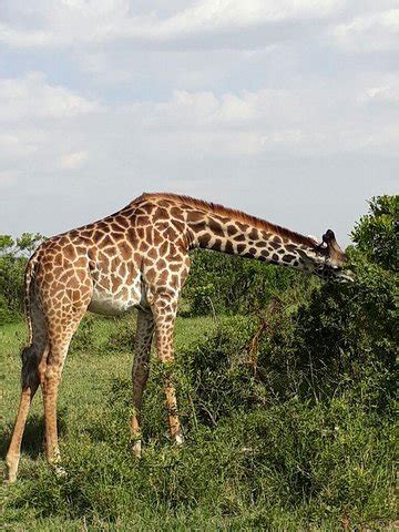 1 week exciting Mara safari